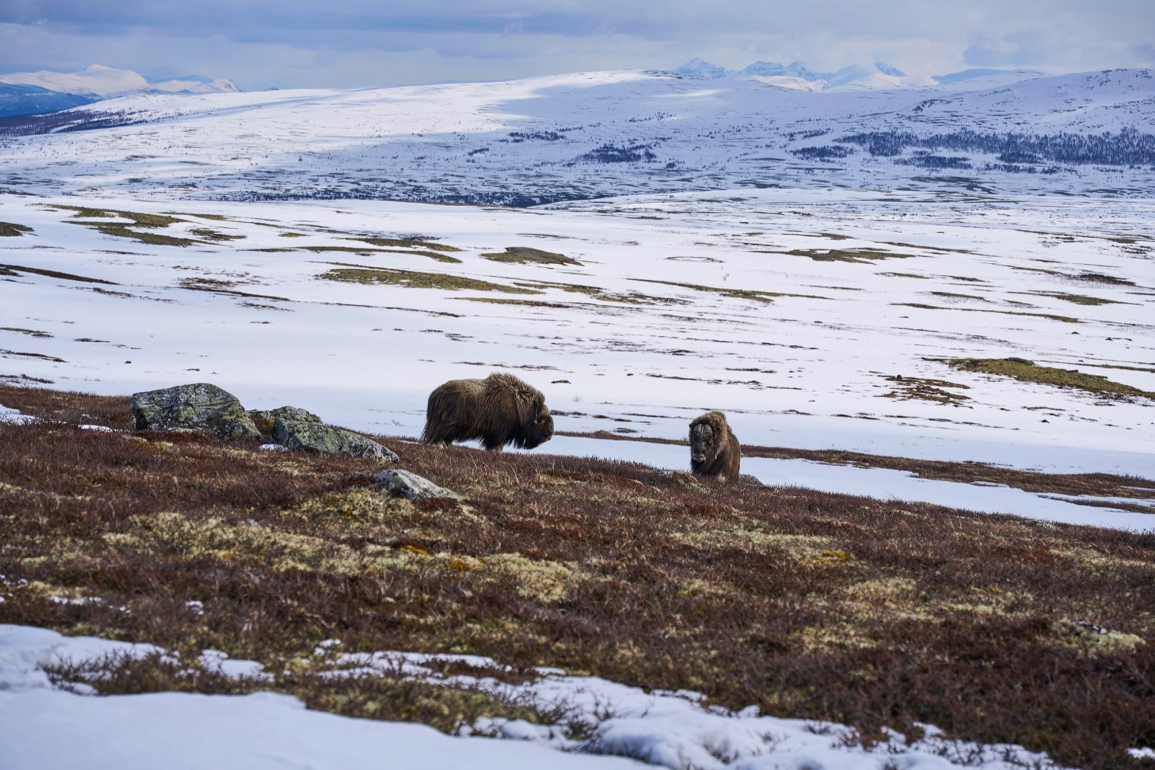 To moskuser på lyng og snøflekker, med den åpne fjellvidden på Dovrefjell bak seg